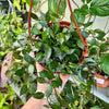 6”HB Hoya Krohniana Black