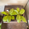 4” Hoya Mitrata Splash