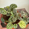 4” Peperomia Burbella
