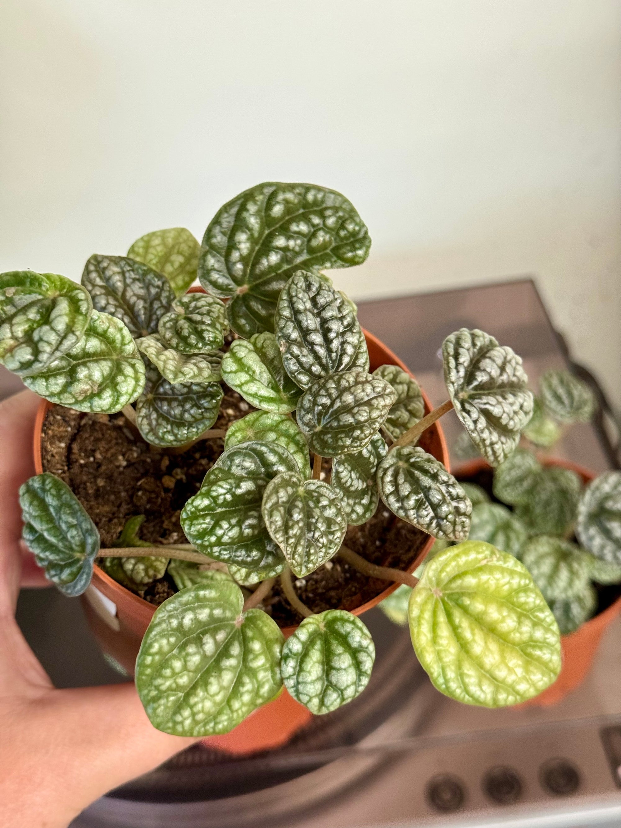 4” Peperomia Burbella