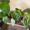 4” Syngonium Macrophyllum 'Ice Frost'