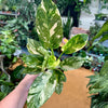 4” Philodendron Congo “Copper Flame”