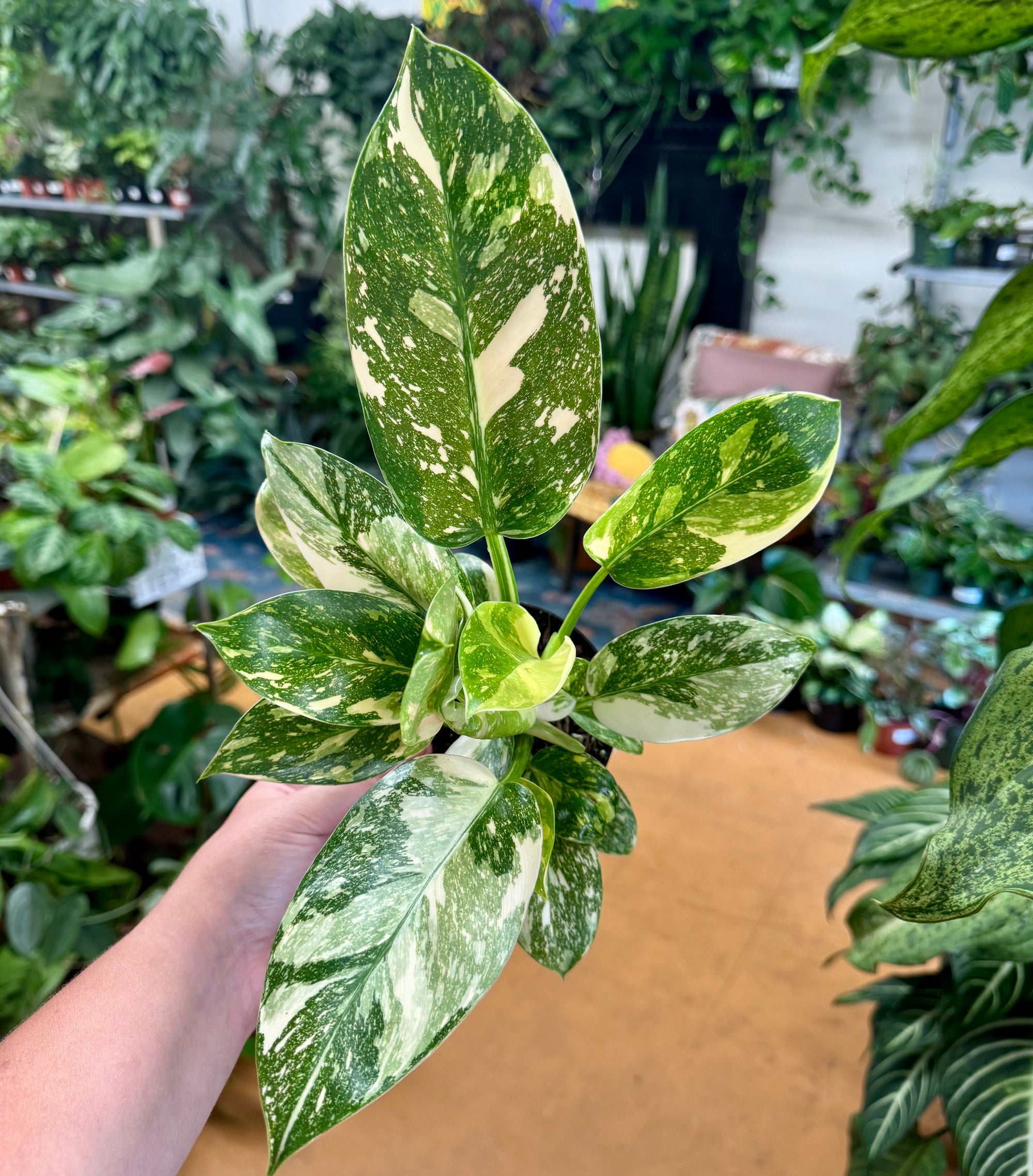 4” Philodendron Congo “Copper Flame”