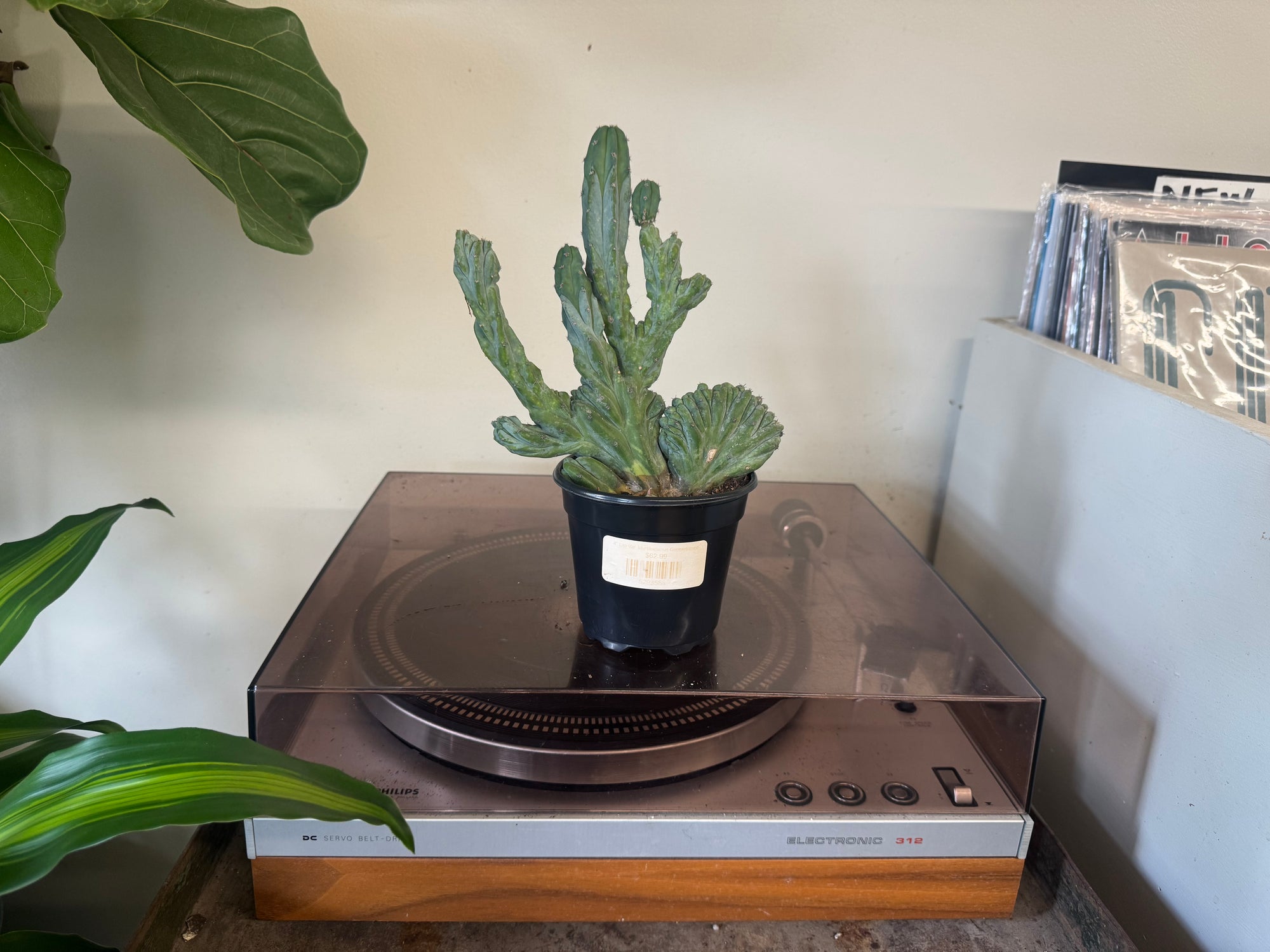 4” Myrtillocactus Geometrizans