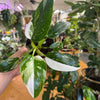 4” Philodendron White Princess