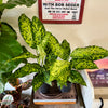 6” Dieffenbachia Military
