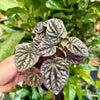 4” Peperomia Ripple "Emerald"
