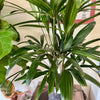 6” Rhapis Palm