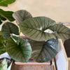 6” Alocasia Reginae