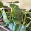 4" Peperomia Incana