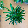 6” Rhapis Palm