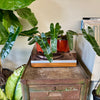 6” Philodendron Billietiae Black