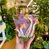 6" Mushie Pot: Purple w/ Peach Mushies