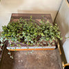 4" Pilea Aqua