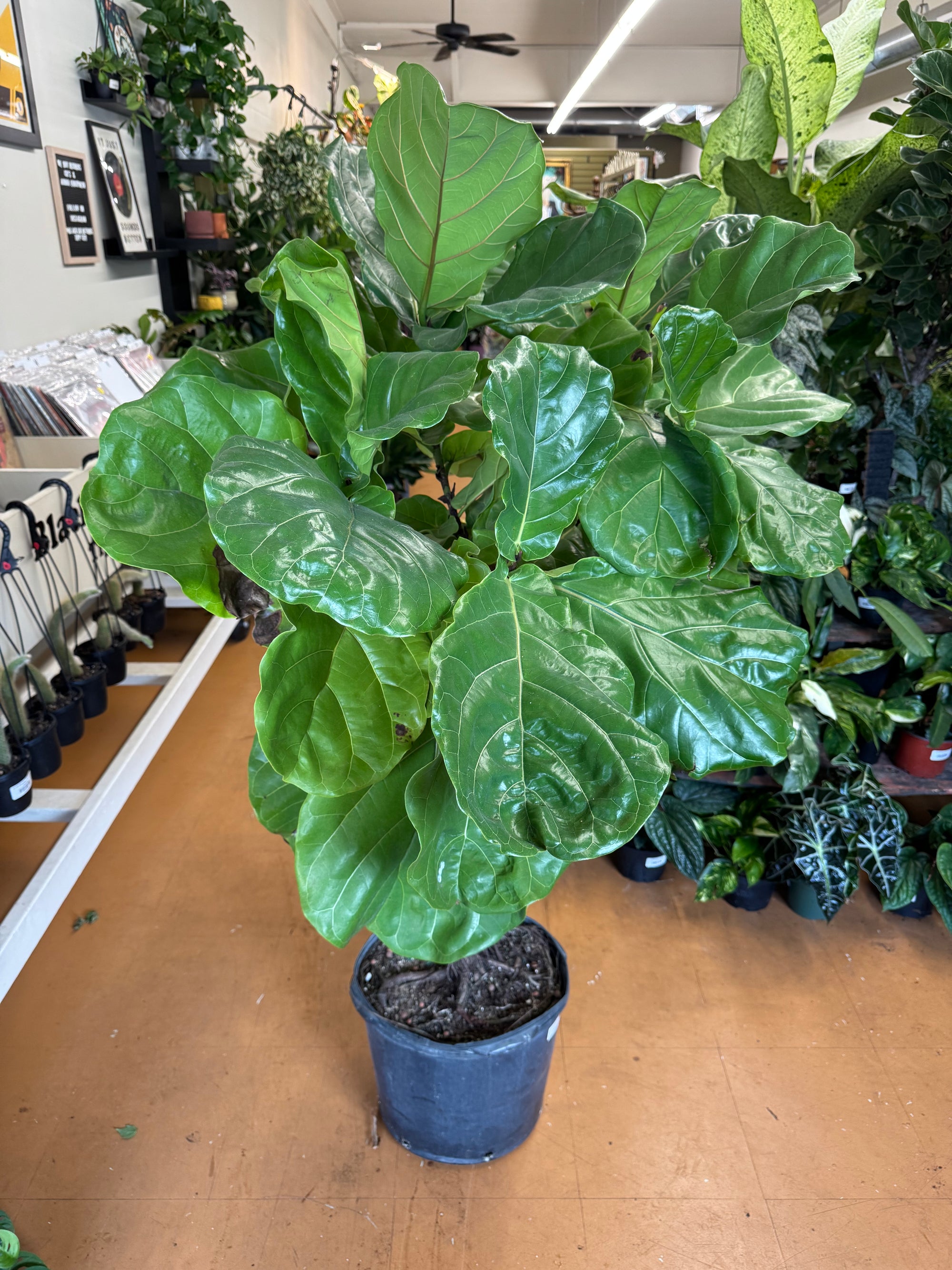 14" Fiddle Leaf Fig