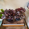 5” Begonia Rex ‘Cumbia’