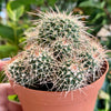 6” Mammillaria Polythele Sp.