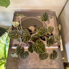 4" Peperomia Ripple ‘Dark Beauty’