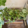 4” Peperomia Frost