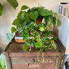 6” Philodendron Heartleaf XL