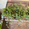 4" Pilea Aqua