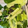 4" Philodendron 'Jose Bueno’