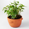 Rakshana Chicken Plant Pot