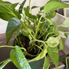 6” Tropical Plant Combo