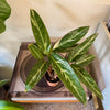 3” Stromanthe Magic Star