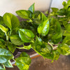 4" Global Green Pothos