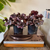 5” Begonia Rex ‘Cumbia’