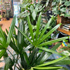 6” Rhapis Palm
