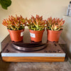 4” Sedum Coppertone