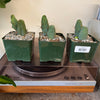 5” Trichocereus ‘Penis Cactus’*
