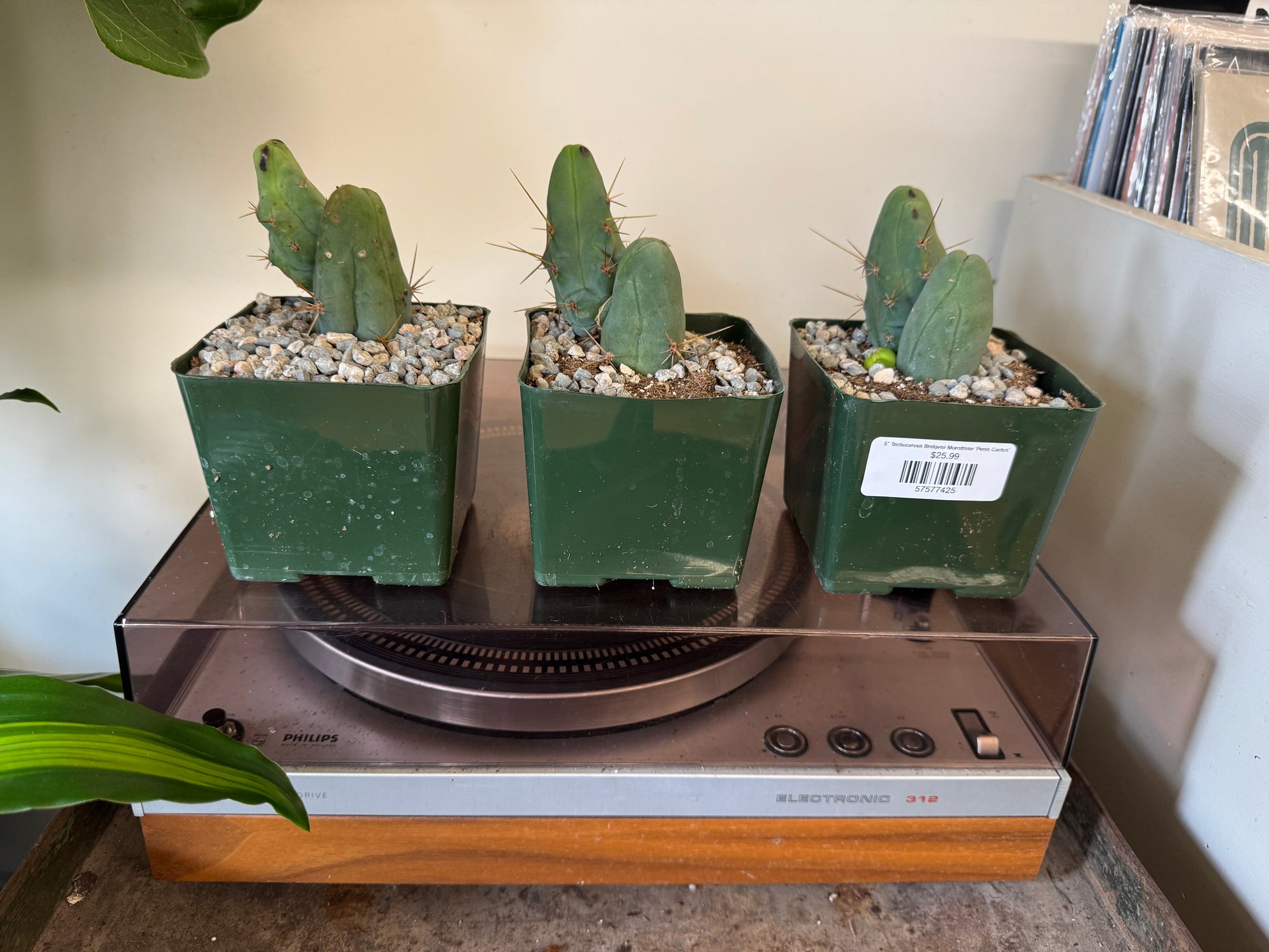 5” Trichocereus ‘Penis Cactus’*