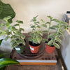 4” Var. Tradescantia Sillamontana