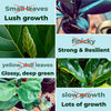 Fiddle Leaf Treats