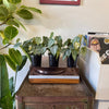4" Philodendron Brandi