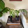 5” Monstera Esqueleto