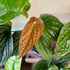 6” Anthurium Radicans