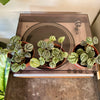 4” Peperomia Burbella