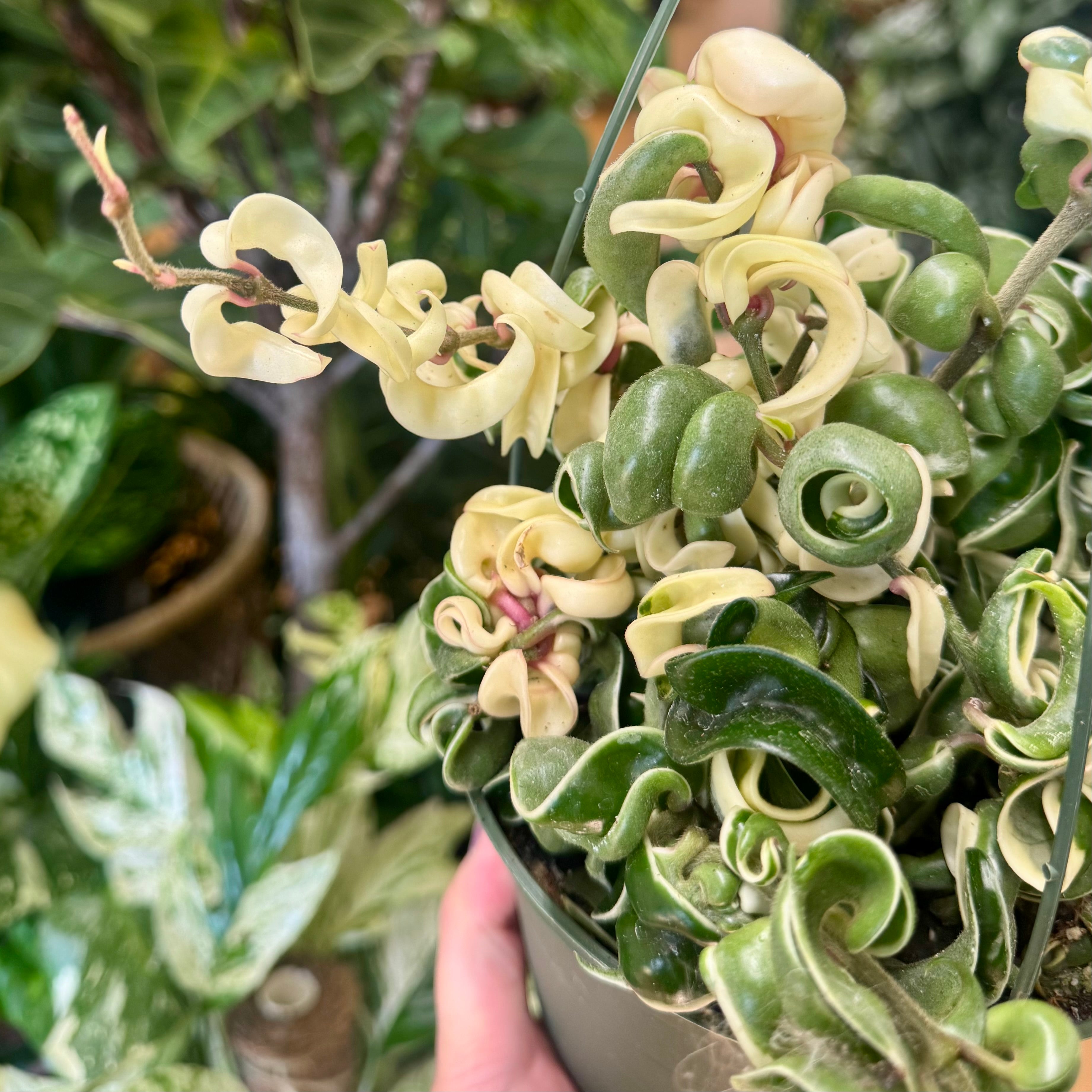 6”HB Variegated Hoya Compacta – Bloomora Botanicals