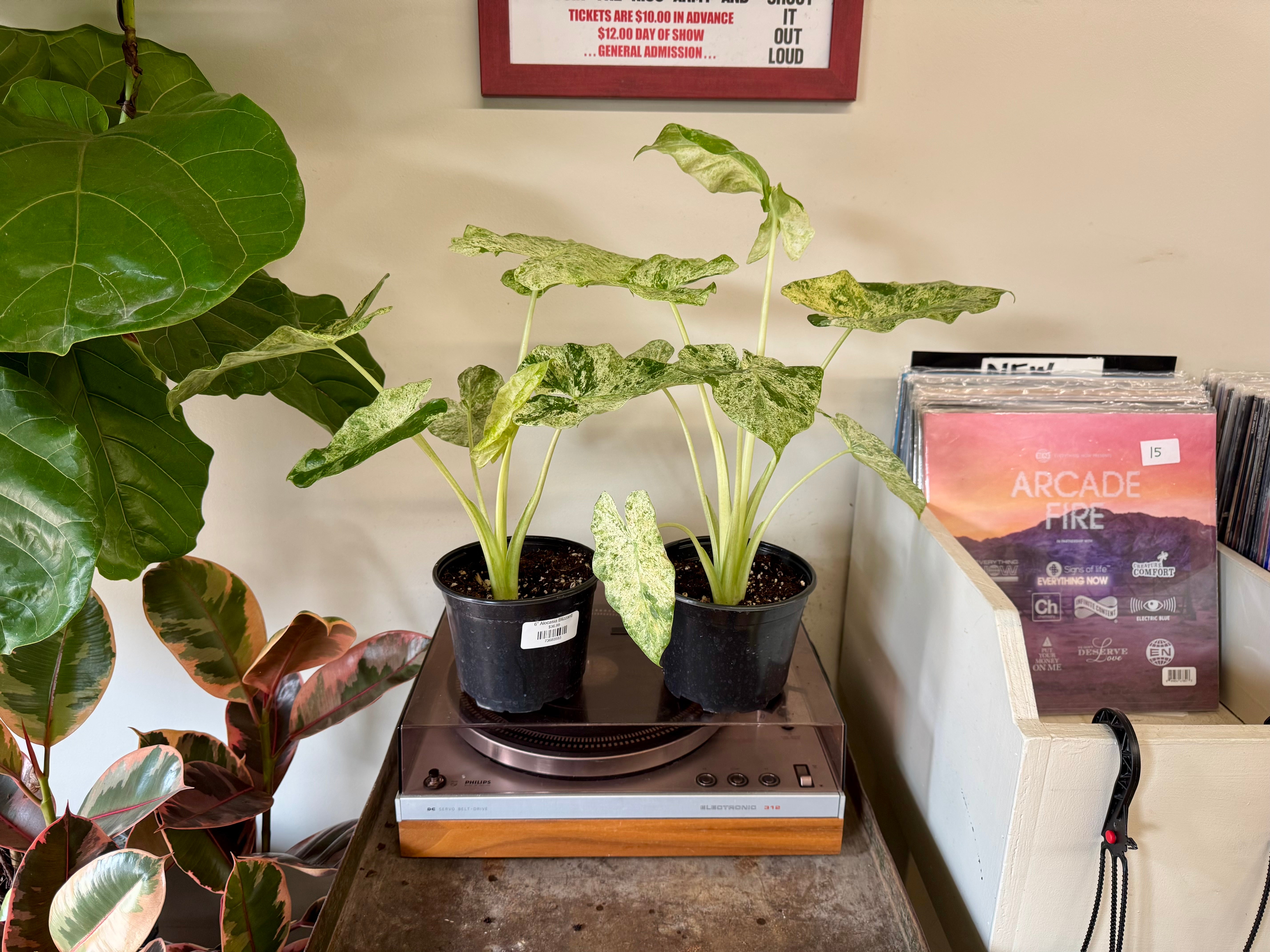 6” Alocasia Blizzard – Bloomora Botanicals