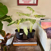 6” Alocasia Blizzard