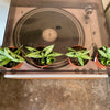 2.5” Sansevieria Bonji