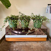 4" Pilea Aqua