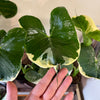 4” Alocasia Mickey Mouse