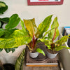6” Philodendron Quadricolor