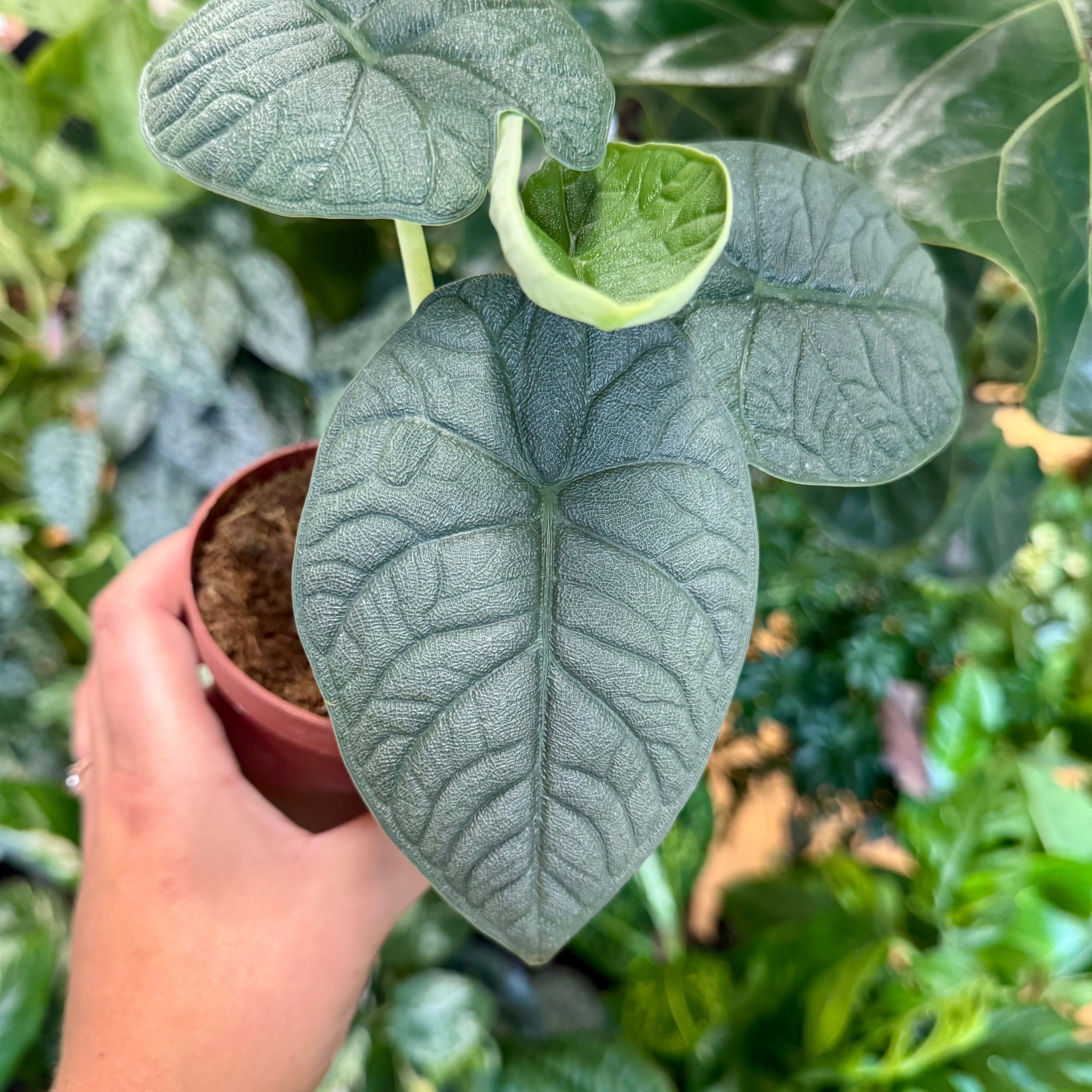 4” Alocasia Melo – Bloomora Botanicals