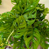 8”HB Adansonii ‘Swiss Cheese’ Wide